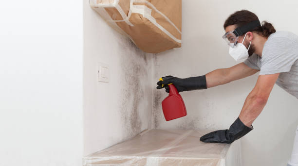 Professional Attic Mold Removal technician working in Laingsburg, MI