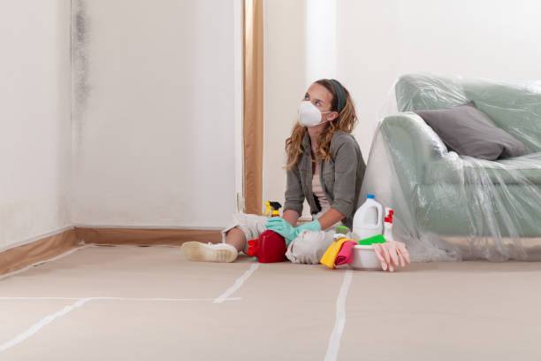 Reliable Basement Mold Removal contractor in Laingsburg, MI by Cheap Mold Removal