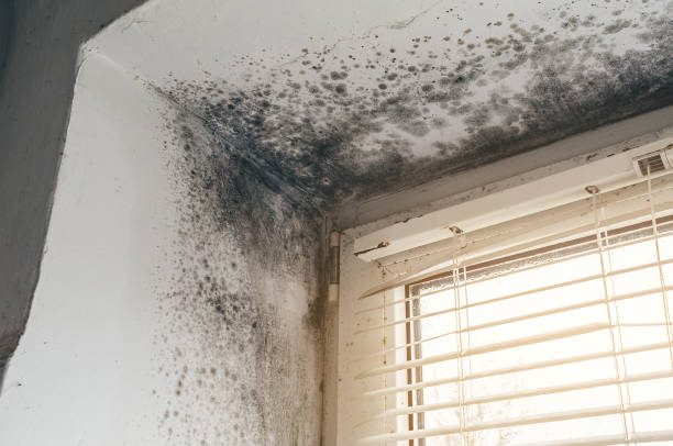 Affordable Basement Mold Removal solutions in Laingsburg, MI