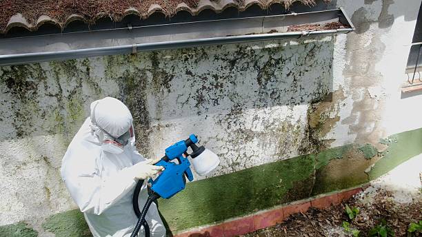 Trusted Mold Inspection service in Laingsburg, MI - Cheap Mold Removal